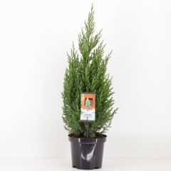 Juniperus chinensis stricta 65 cm Conifeer Chinese jeneverbes Warentuin Natuurlijk