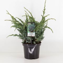 Juniperus squamata meyeri Conifeer Jeneverbes Warentuin Natuurlijk