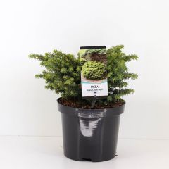 Picea abies little gem Conifeer Fijnspar Warentuin Natuurlijk