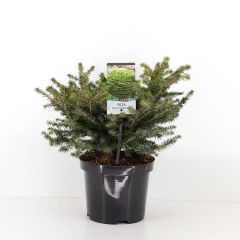 Picea abies nidiformis 30-40 cm Conifeer Fijnspar Warentuin Natuurlijk