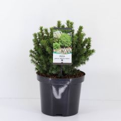 Picea glauca alberta globe Conifeer Witte spar Warentuin Natuurlijk