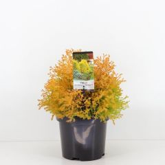 Thuja occidentalis rheingold Conifeer Oostelijke hemlockspar Warentuin Natuurlijk