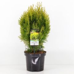 Platycladus orient aurea nana Conifeer Oosterse levensboom Warentuin Natuurlijk