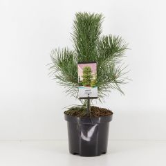 Pinus nigra nigra Conifeer Zwarte den Warentuin Natuurlijk