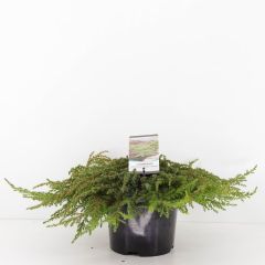 Juniperus communis green carpet 30 cm Conifeer Jeneverbes Warentuin Natuurlijk