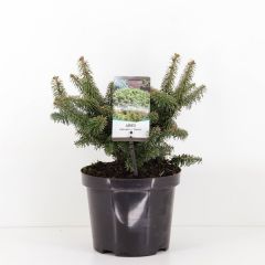 Abies balsemea nana 40 cm Conifeer Balsemzilverspar Warentuin Natuurlijk