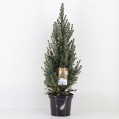 Picea glauca sanders blue 40-50 cm Conifeer Witte spar Warentuin Natuurlijk