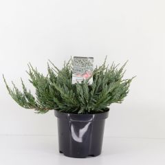 Juniperus hor blue chip 35 cm Conifeer Jeneverbes Warentuin Natuurlijk