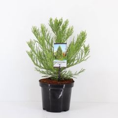 Sequoiadendron giganteum 25-30 cm Conifeer Mammoetboom Warentuin Natuurlijk