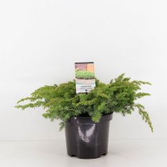Juniperus conferta schlager 30 cm Conifeer Kustjeneverbes Warentuin Natuurlijk