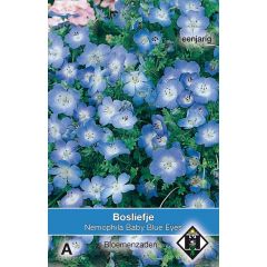 Nemophila menziesii Baby Blue Eyes Van Hemert & Co