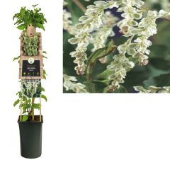 Klimplant Fallopia aubertii 75 cm Bruidssluier Van der Starre