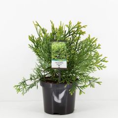 Thujopsis dolabrata 30-40 cm Conifeer Hibacipres Warentuin Natuurlijk