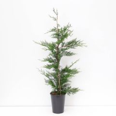 Cupressocyparis leylandii 80-125 cm Conifeer Leylandcipres Warentuin Natuurlijk