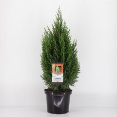 Juniperus chinensis stricta 80 cm Conifeer Chinese jeneverbes Warentuin Natuurlijk