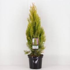 Platycladus orient pyramidalis aurea Conifeer Oosterse levensboom Warentuin Natuurlijk