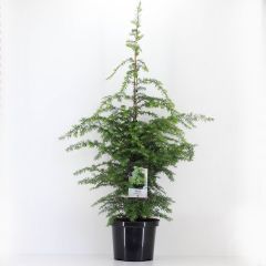 Tsuga canadensis 60-80 cm Conifeer Oostelijke hemlockspar Warentuin Natuurlijk