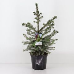 Picea omorika 30-40 cm Conifeer Servische spar Warentuin Natuurlijk