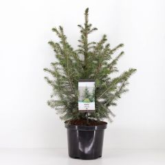 Picea omorika 50-60 cm Conifeer Servische spar Warentuin Natuurlijk