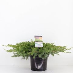 Juniperus conferta schlager 35 cm Conifeer Jeneverbes Warentuin Natuurlijk