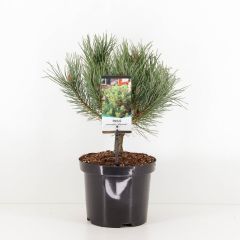 Pinus sylvestris watereri 25-30 cm Conifeer Grove den Warentuin Natuurlijk