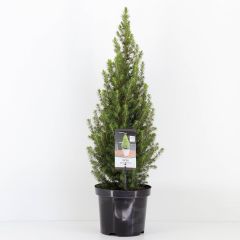 Picea glauca perfecta 40-50 cm Conifeer Witte spar Warentuin Natuurlijk
