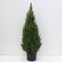 Picea glauca perfecta 80-100 cm Conifeer Witte spar Warentuin Natuurlijk