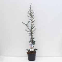 Cedrus libani glauca 95 cm Conifeer Libanonceder Warentuin Natuurlijk