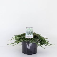 Juniperus hor pancake 30 cm Conifeer Jeneverbes Warentuin Natuurlijk