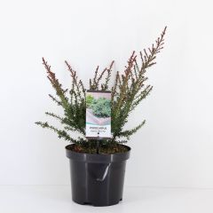 Podocarpus lawrencei red tip Conifeer Tasmaanse conifeer Warentuin Natuurlijk