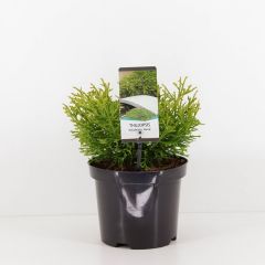 Thujopsis dolabrata nana Conifeer Hibacipres Warentuin Natuurlijk