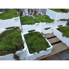 Kist platmos plaatmos vers (4 lagen mos per kist) Warentuin Natuurlijk