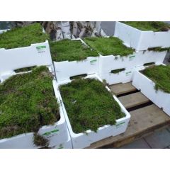 https://cdn.warentuin.nl/media/catalog/product/cache/c4ccdc3289984973330b94303da26677/1/8/1888899201400012_warentuin_platmos_vers_4_lagen_mossen_1_bf52_1.jpg