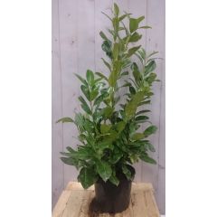 Prunus Rotundifolia 100 cm Laurier Warentuin Natuurlijk