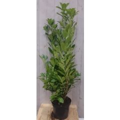 Prunus Rotundifolia 130 cm Laurier Warentuin Natuurlijk