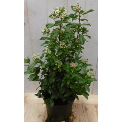 Viburnum Tinus 50 cm Sneeuwbal Warentuin Natuurlijk