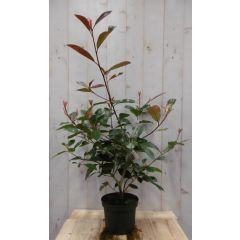Glansmispel Photinia Red Robin rood 70 cm