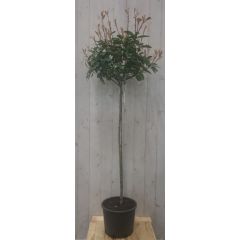 Glansmispel Photinia Red Robin rood stamhoogte 70 cm en hoogte 150 cm