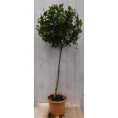 Glansmispel Photinia Red Robin rood stamhoogte 50 cm en hoogte 100 cm Glansmispel Warentuin Natuurlijk