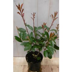 Glansmispel Photinia Red Robin rood 40 cm
