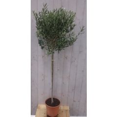 Olijfboom Olea stamhoogte 70 cm en boomhoogte 140 cm Warentuin Natuurlijk