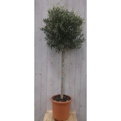Olijfboom Olea stamhoogte 100 cm en boomhoogte 180 cm Warentuin Natuurlijk