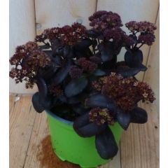 2 stuks! Hemelsleutel Hylotelephium rood Anemone Warentuin Natuurlijk
