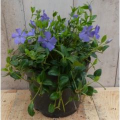 3 stuks! Vinca Minor blauw Kleine maagdenpalm Warentuin Natuurlijk