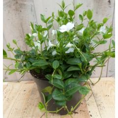 3 stuks! Vinca Minor wit Kleine maagdenpalm Warentuin Natuurlijk
