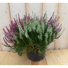 Hei Calluna vulgaris mixpot roze/wit Warentuin Natuurlijk