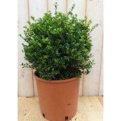 Ilex groen 30 cm Hulst Warentuin Natuurlijk