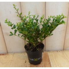3 stuks! Ilex donkergroen klein Japanse hulst Warentuin Natuurlijk
