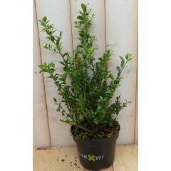 Ilex donker groen Hulst Warentuin Natuurlijk