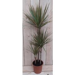 Drakenbloedboom Dracaena Marginata smal blad groen 100 cm kamerplant Warentuin Natuurlijk